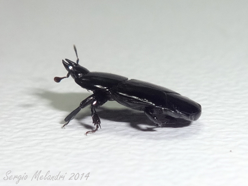 Histeridae: Hololepta plana